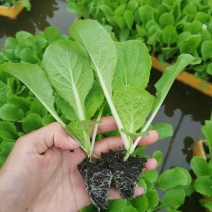 苗好无病需要联系寻找诚信经营商家基地直发