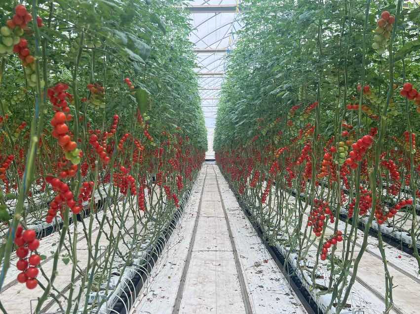 温室大棚中农民正在采摘成熟的千禧圣女果,绿色藤蔓缠绕在支架上,果实鲜红诱人 千禧圣女果种植场景