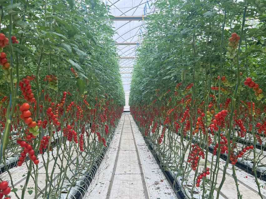 温室大棚内的圣女果植株