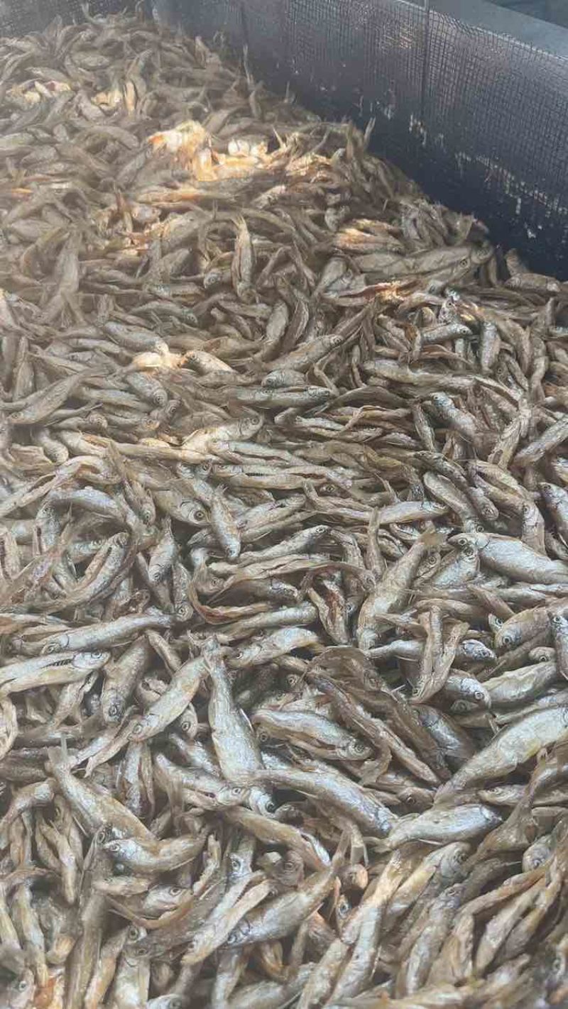 油炸白肖蓝刀