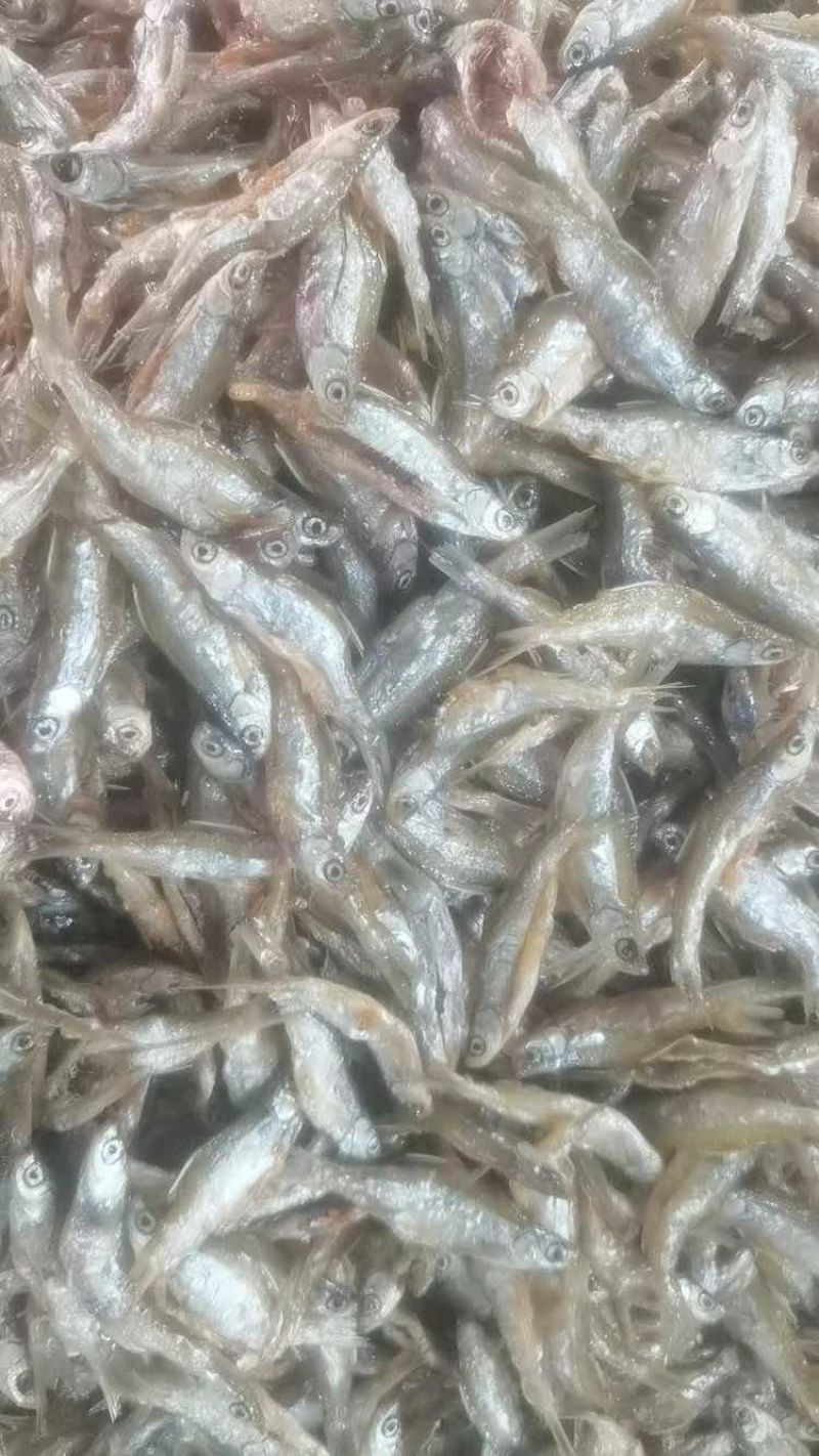 油炸白肖蓝刀
