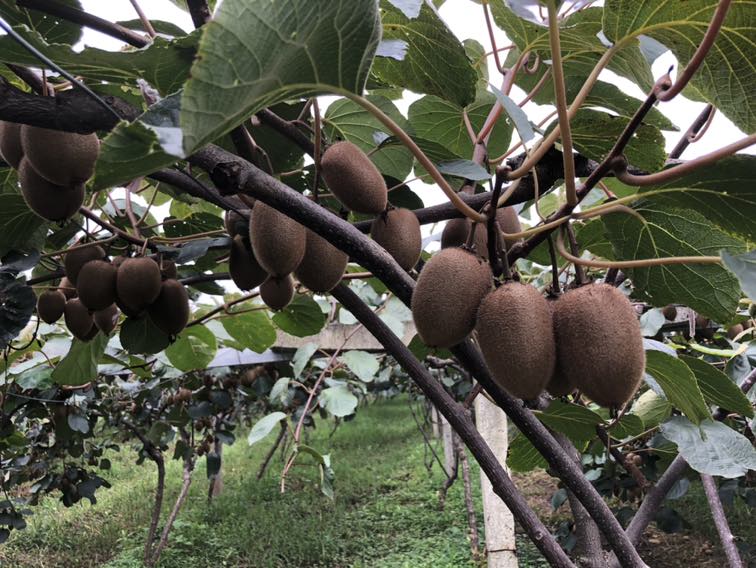 翠香猕猴桃果园采摘场景