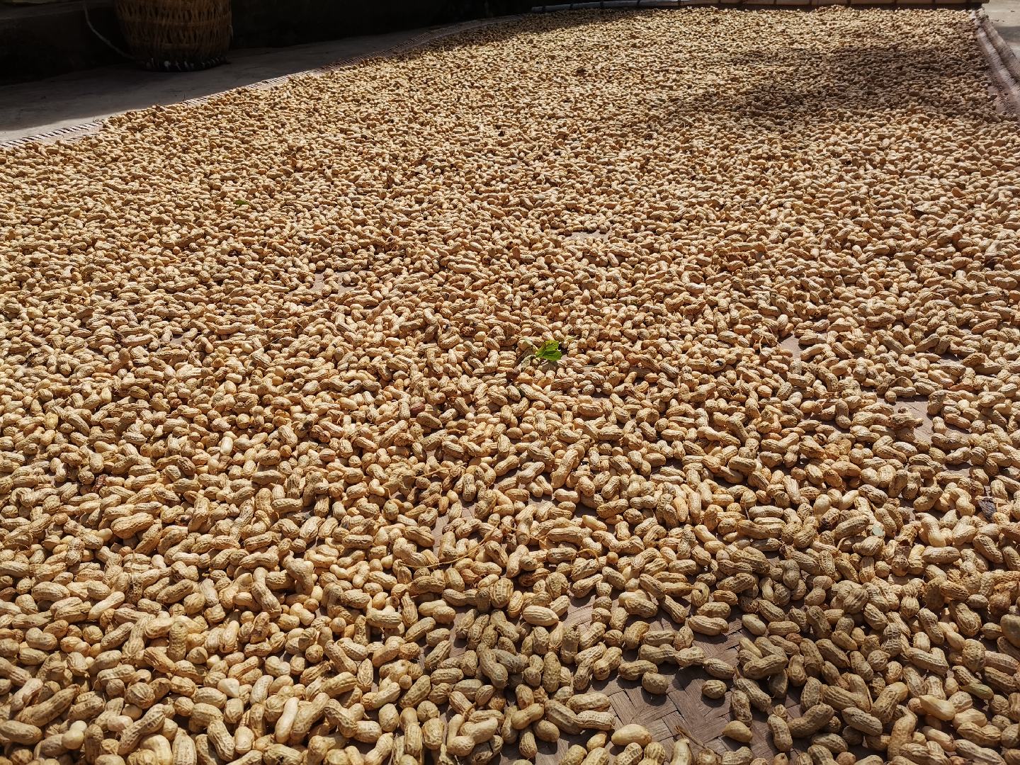 花生清洗与晾干过程