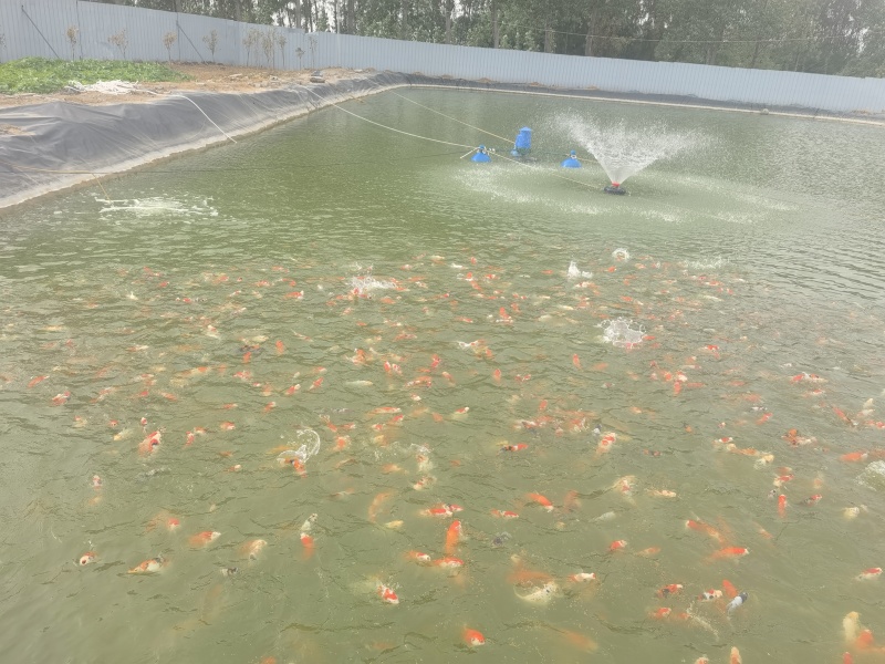 锦鲤鱼20-40公分观赏鱼自家基地养殖可视频看货