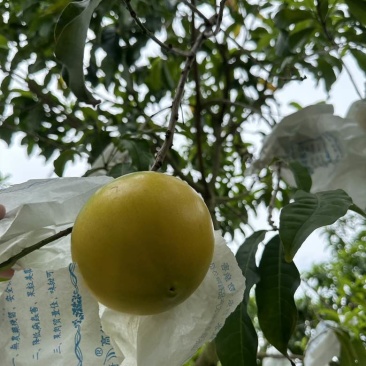 黄晶果