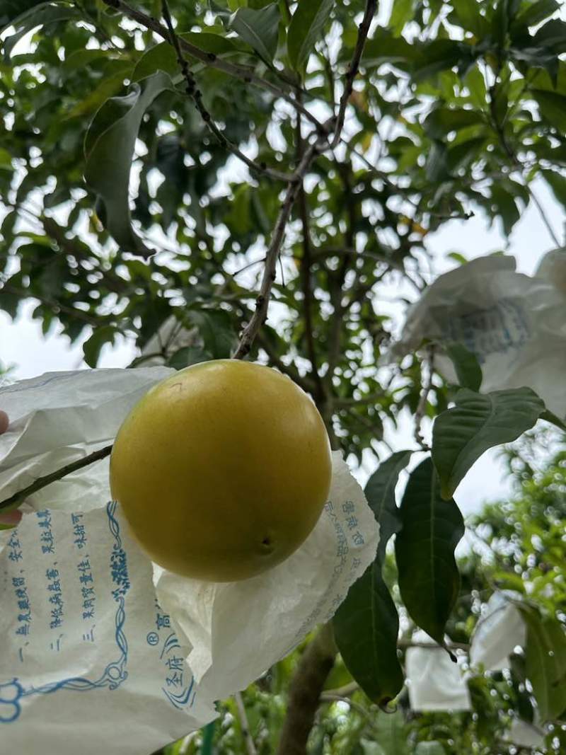 黄晶果