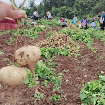 白地瓜，凉薯，地萝卜，土瓜，稳定货源，专业对接各大商超平台…