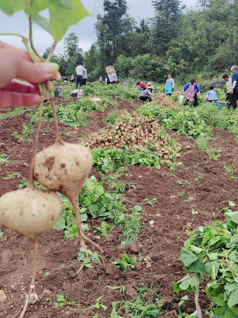 白地瓜，凉薯，地萝卜，土瓜，稳定货源，专业对接各大商超平台…