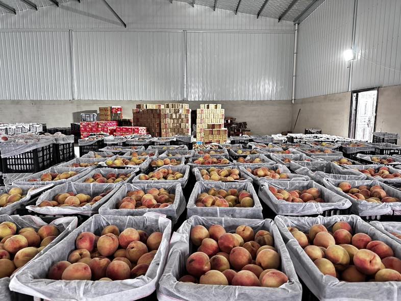 桃子储存在冰箱保鲜层