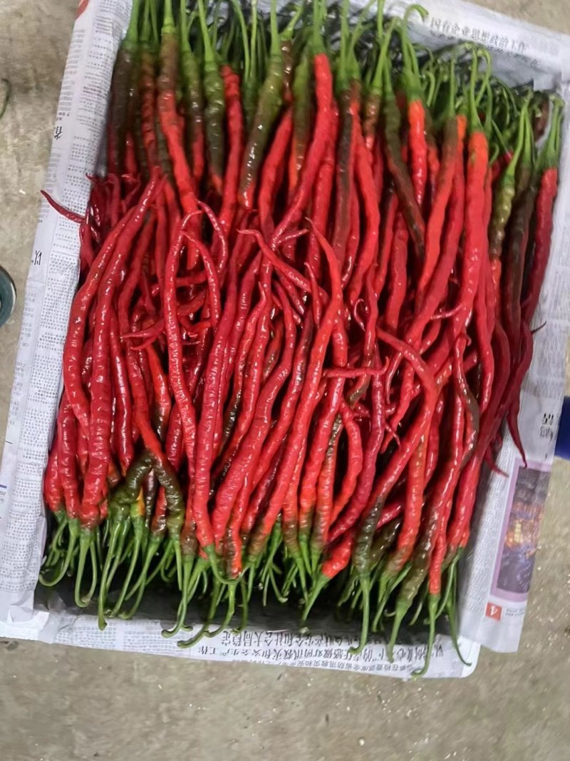 辣椒，鸡肠椒，鸡肠红