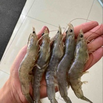 盐水虾和淡水虾🦐