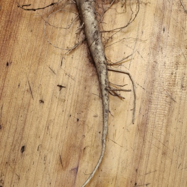 生鲜五指山参