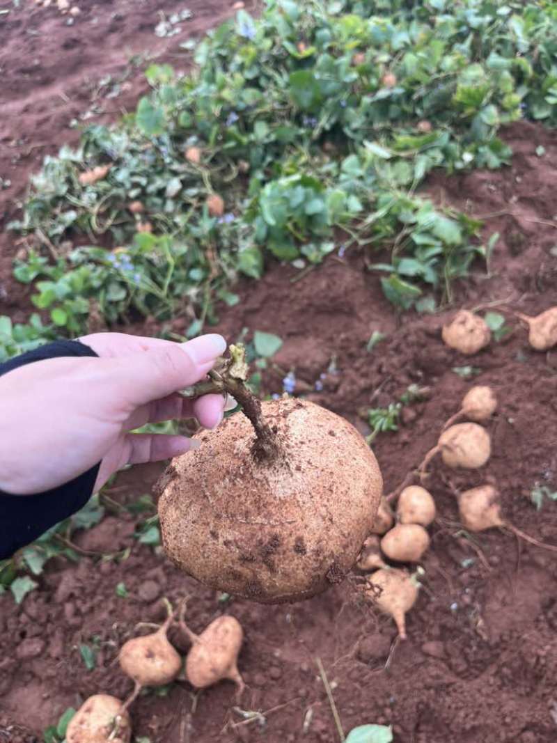 雷州新苗凉薯，半斤起步，一手货源