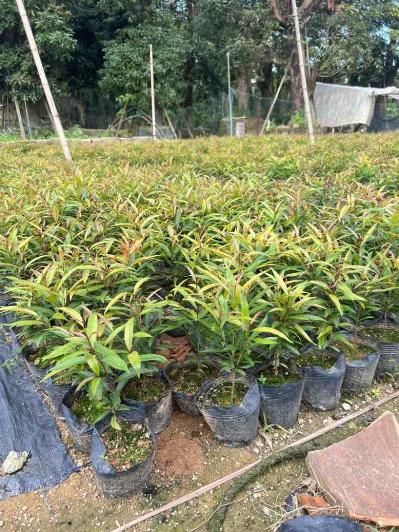 红车7斤袋，各种塔形球形，低价出售