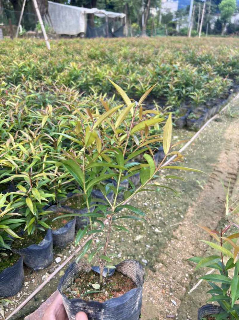 红车7斤袋，各种塔形球形，低价出售