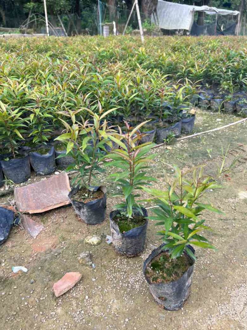红车7斤袋，各种塔形球形，低价出售