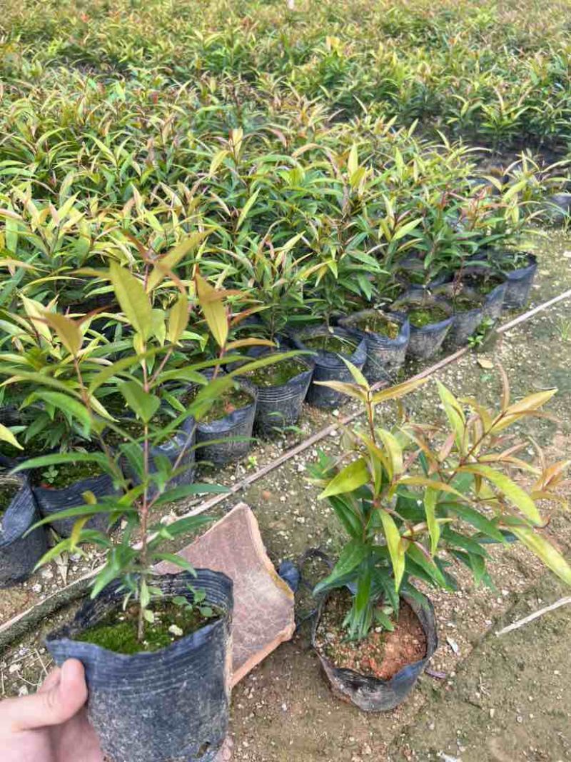 红车7斤袋，各种塔形球形，低价出售