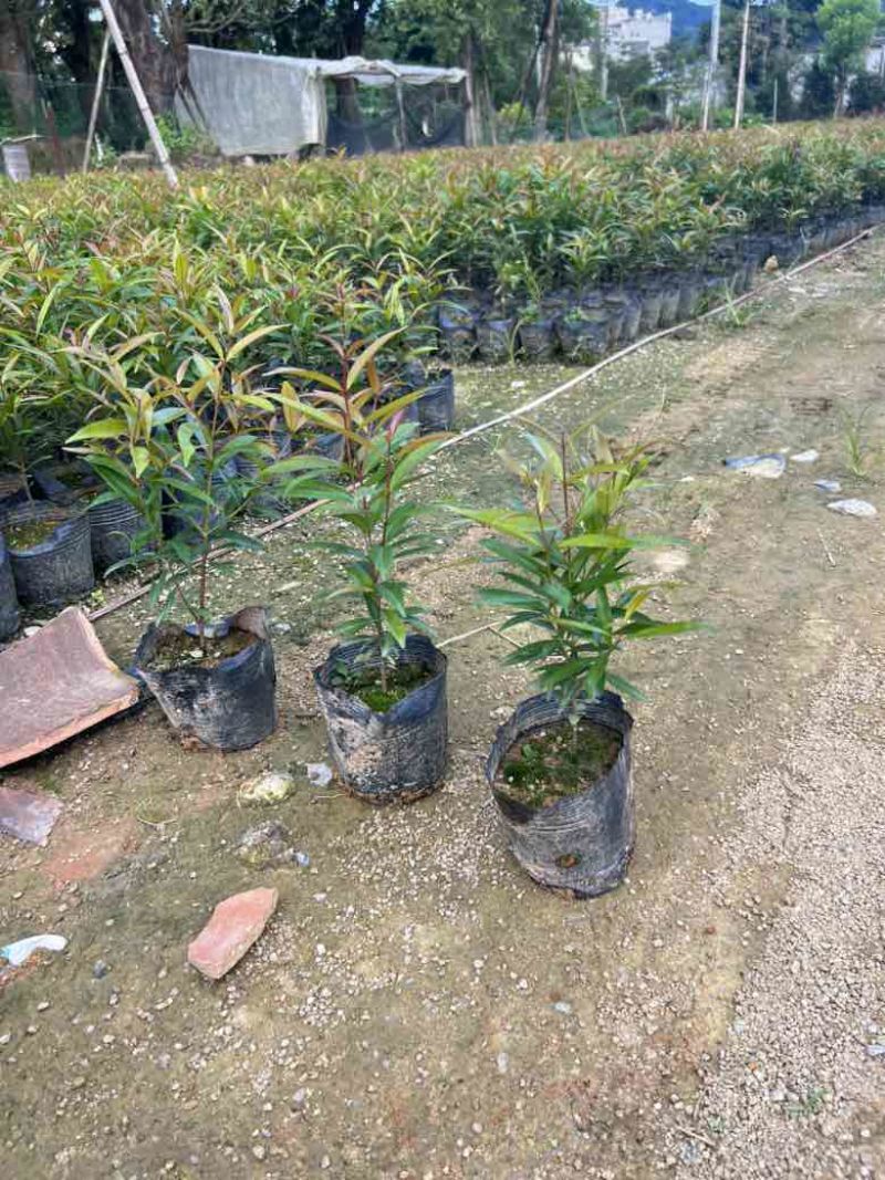 红车7斤袋，各种塔形球形，低价出售