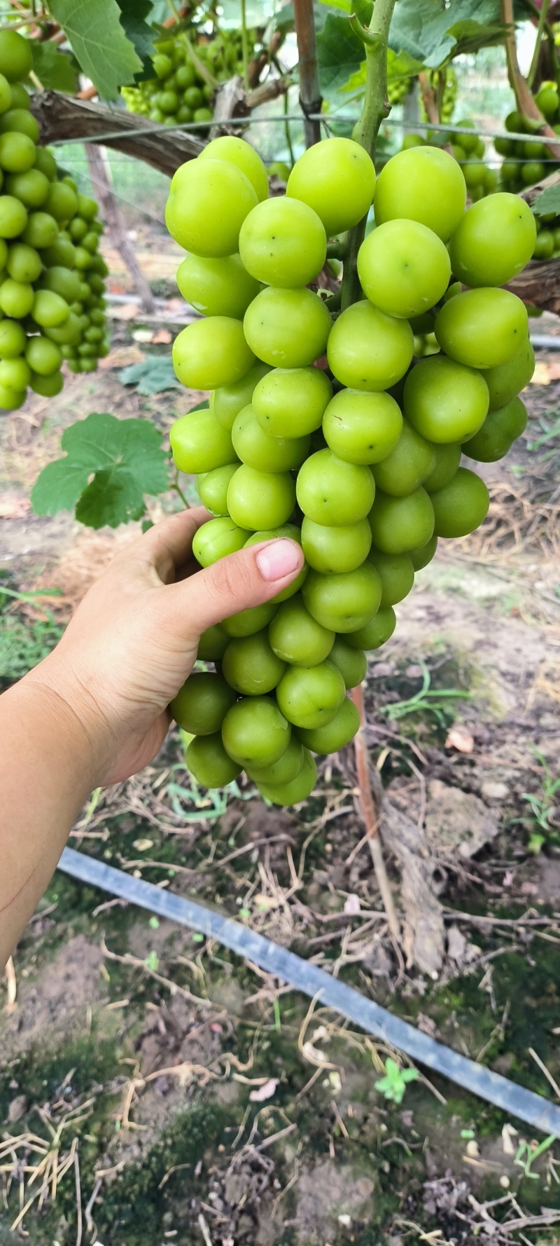 常州武进前黄寨桥阳光玫瑰大量出货