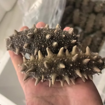 即食海参