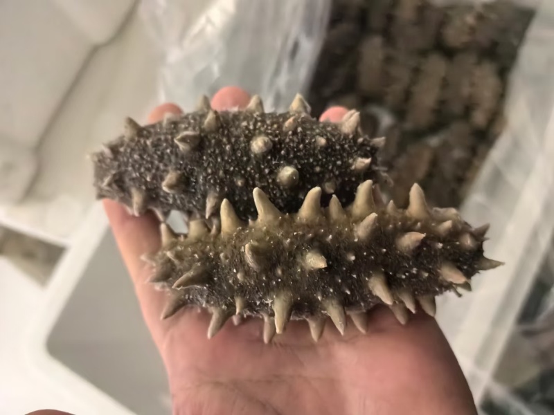 即食海参