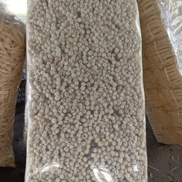 湖南食用菌竹荪菇