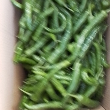 有红辣椒，罗线，螺丝椒，55号