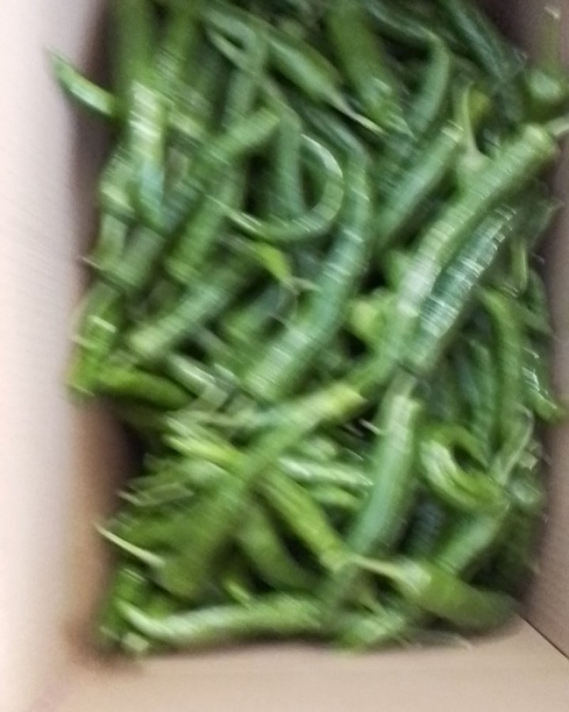 有红辣椒，罗线，螺丝椒，55号