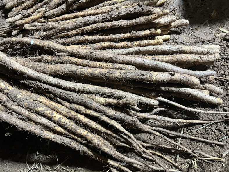 铁棍山药的外形展示