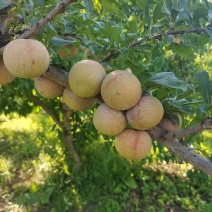 新疆喀什恐龙蛋