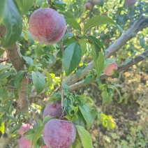 沂蒙安哥诺，李子，红李，原产地直采，大规模，李子代办。