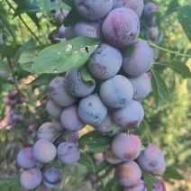 脆红李子，红脆，甜李子，实力代办，产地直采，大量现货。