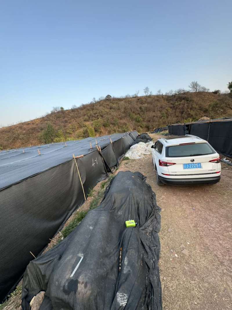 正宗云南高山林下仿野种植6-8cm羊肚菌，羊肚菌