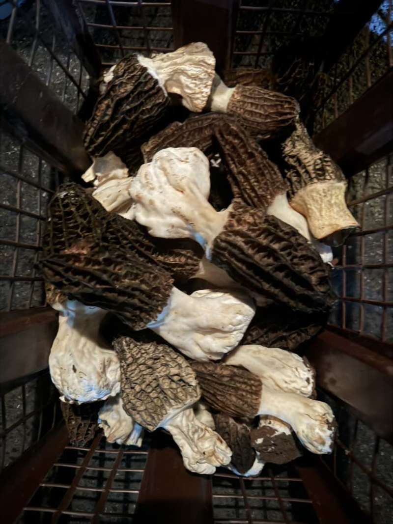正宗云南高山林下仿野种植6-8cm羊肚菌，羊肚菌