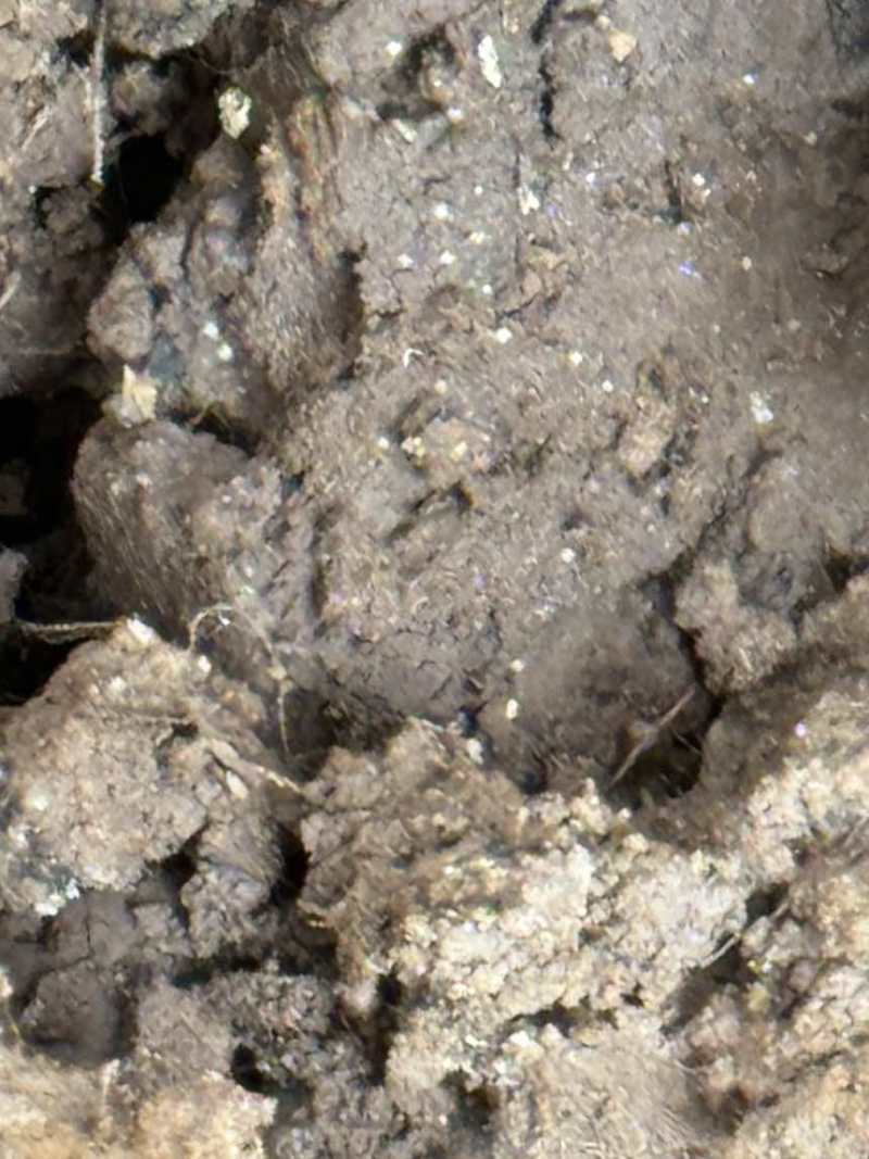 正宗云南高山林下仿野种植6-8cm羊肚菌，羊肚菌