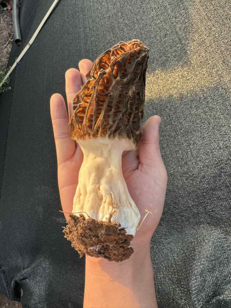 正宗云南高山林下仿野种植6-8cm羊肚菌，羊肚菌