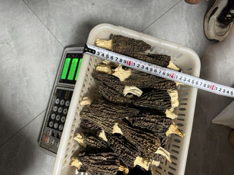 正宗云南高山林下仿野种植6-8cm羊肚菌，羊肚菌
