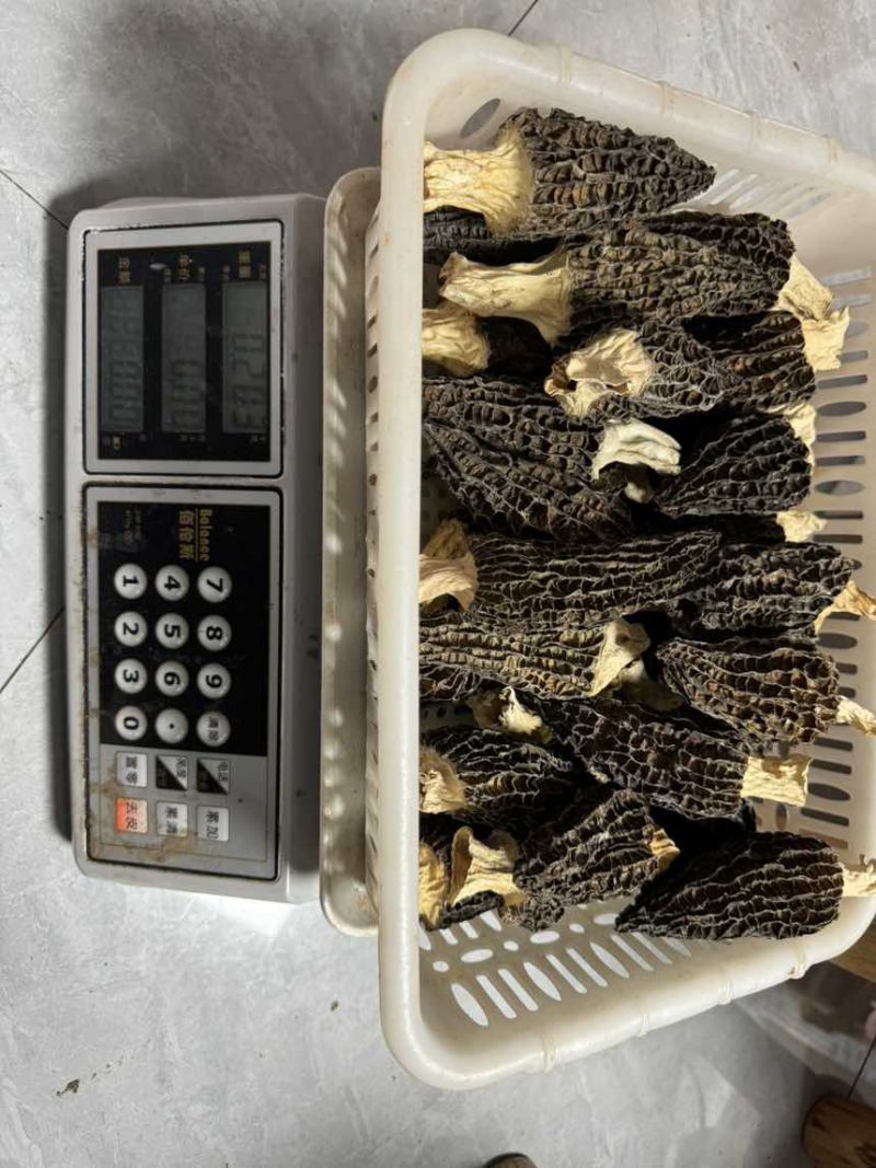正宗云南高山林下仿野种植6-8cm羊肚菌，羊肚菌
