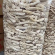 云南西双版纳林下红托竹荪，3A级特级红托竹荪