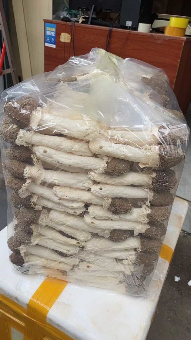 云南西双版纳林下红托竹荪，3A级特级红托竹荪