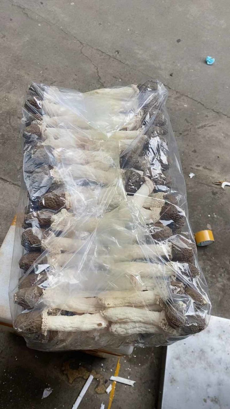 云南西双版纳林下红托竹荪，3A级特级红托竹荪