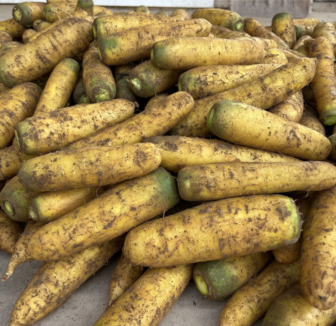 展示胡萝卜表面出现霉斑或粘液的不新鲜状态 胡萝卜霉变示意图