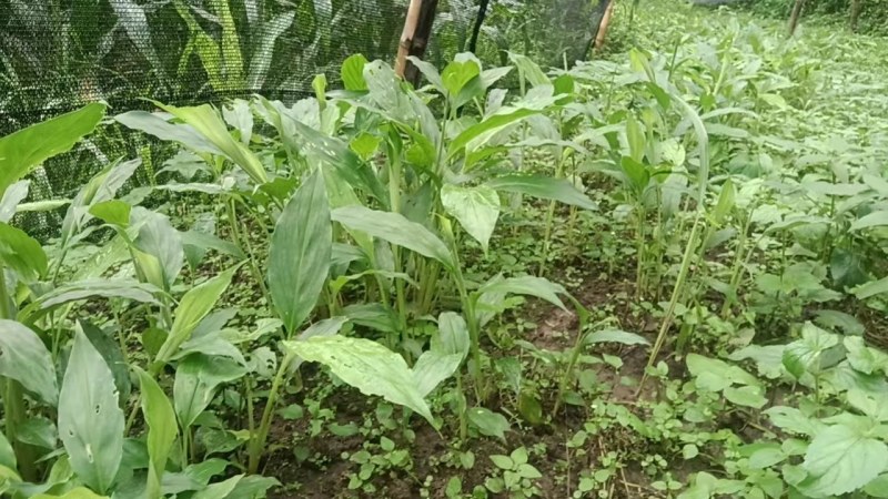 草果苗