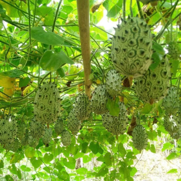 火参果
