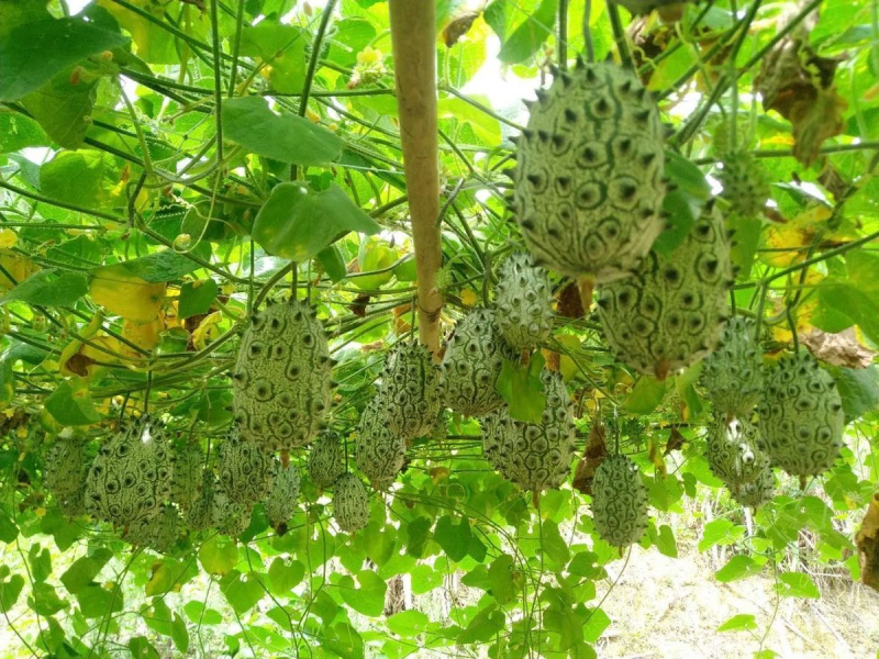 火参果