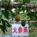 火参果