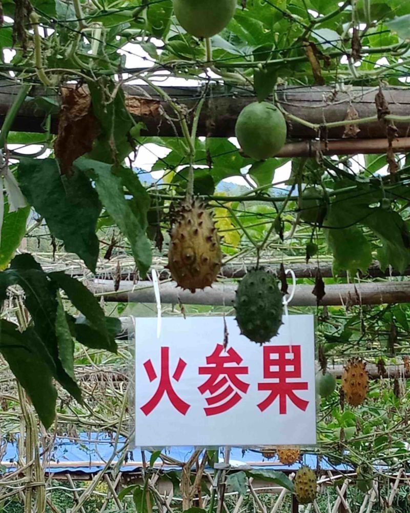 火参果