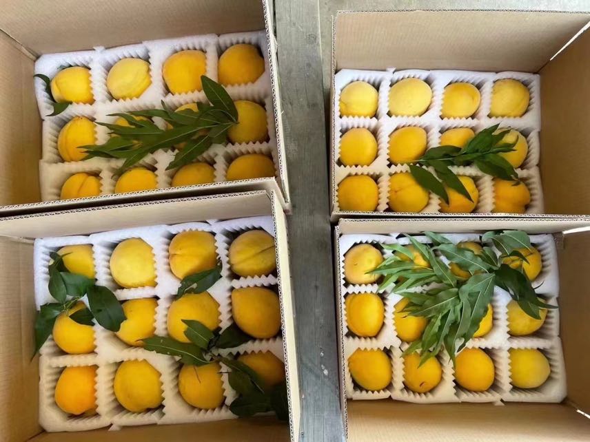 中油金冠黄油桃电商包装发货现场