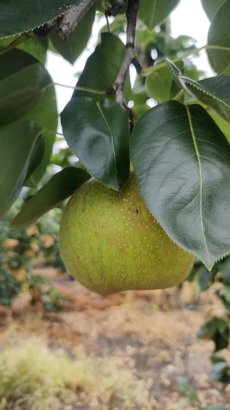 翠冠梨，5两起步，自家果园