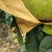 翠冠梨，5两起步，自家果园